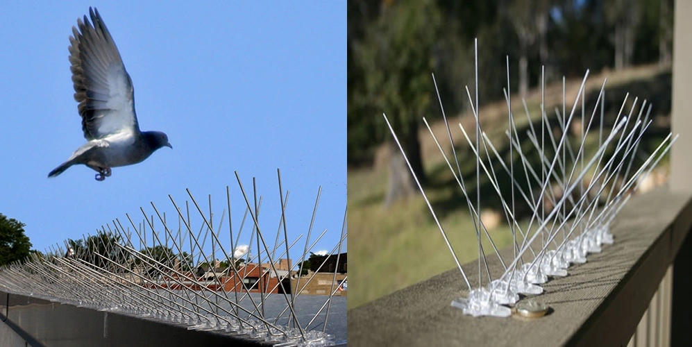 Bird Spikes in Ameerpet Bird Spikes in Ameerpet
