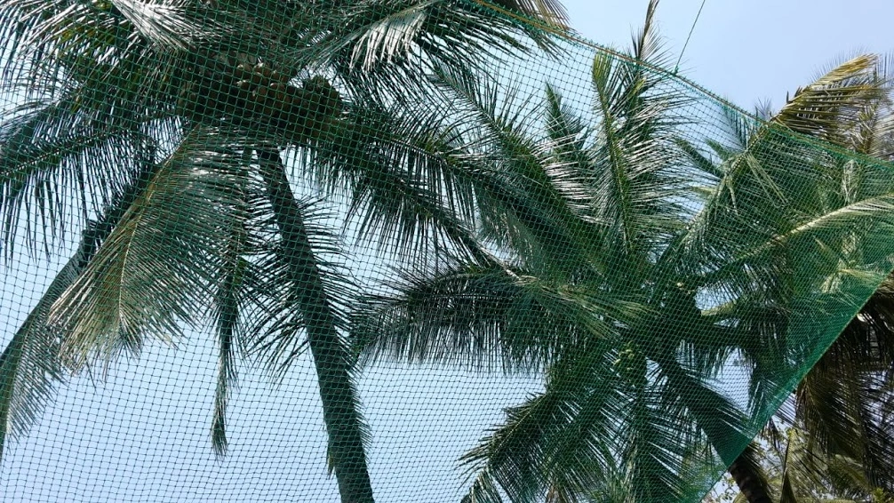 Coconut Tree Net