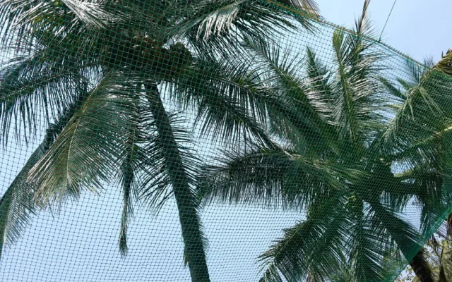 Coconut Tree Net