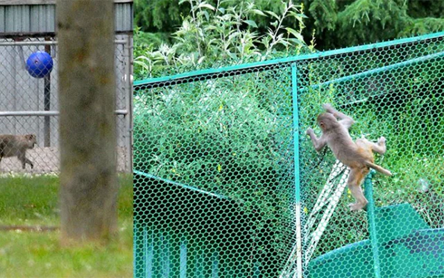 Monkey Safety Nets