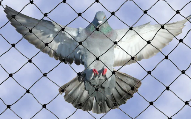 Pigeon Net