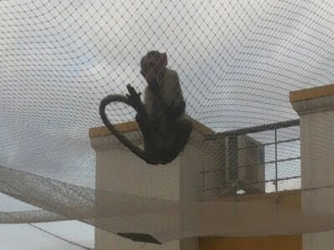 Monkey safety net covering an exposed terrace opening