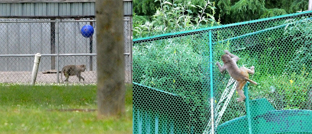 Monkey Safety Nets