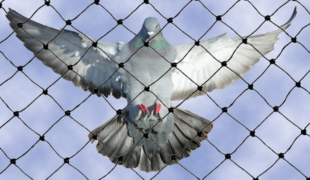 Pigeon Net 